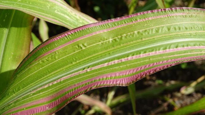 Zea mays ‘?Field of dream’. Sur le site de l’Ecole Du Breuil, dans le bois de Vincennes - à Paris (75).
